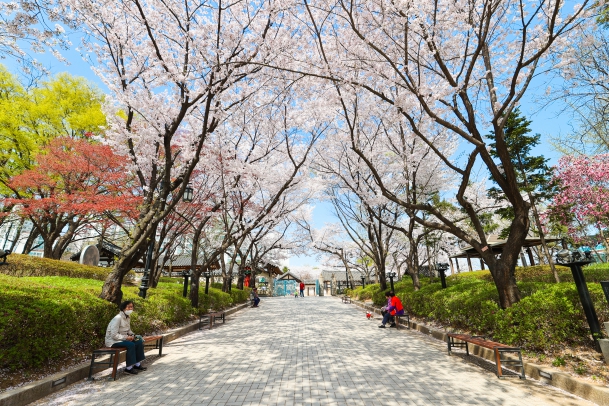 화도진공원 벚꽃 스케치